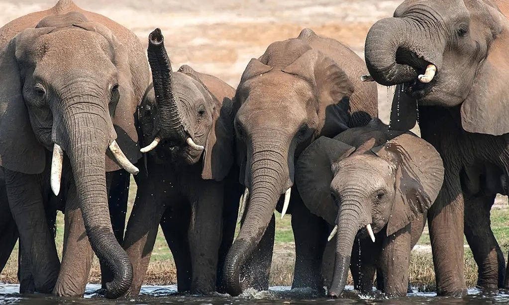Botswana cho phép săn 23 con voi để lấy thịt mừng Quốc khánh